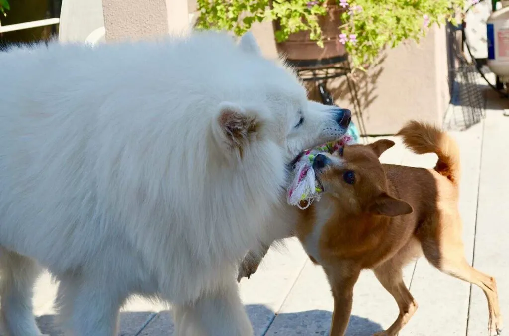 Samoyed