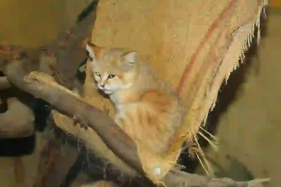 Sand Cat