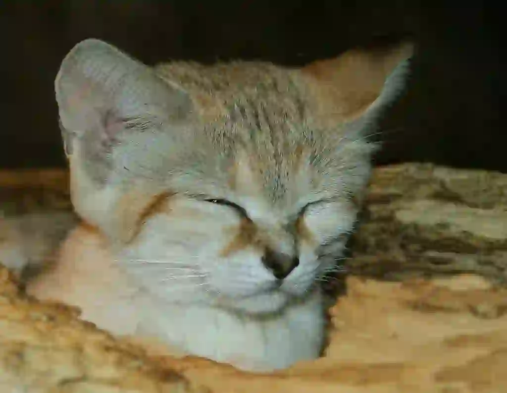 Sand Cat