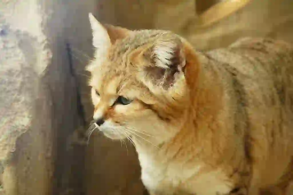 Sand Cat