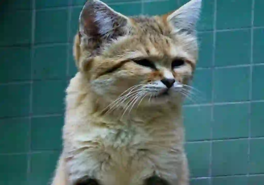 Sand Cat