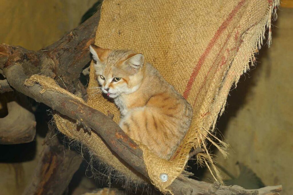 Sand Cat