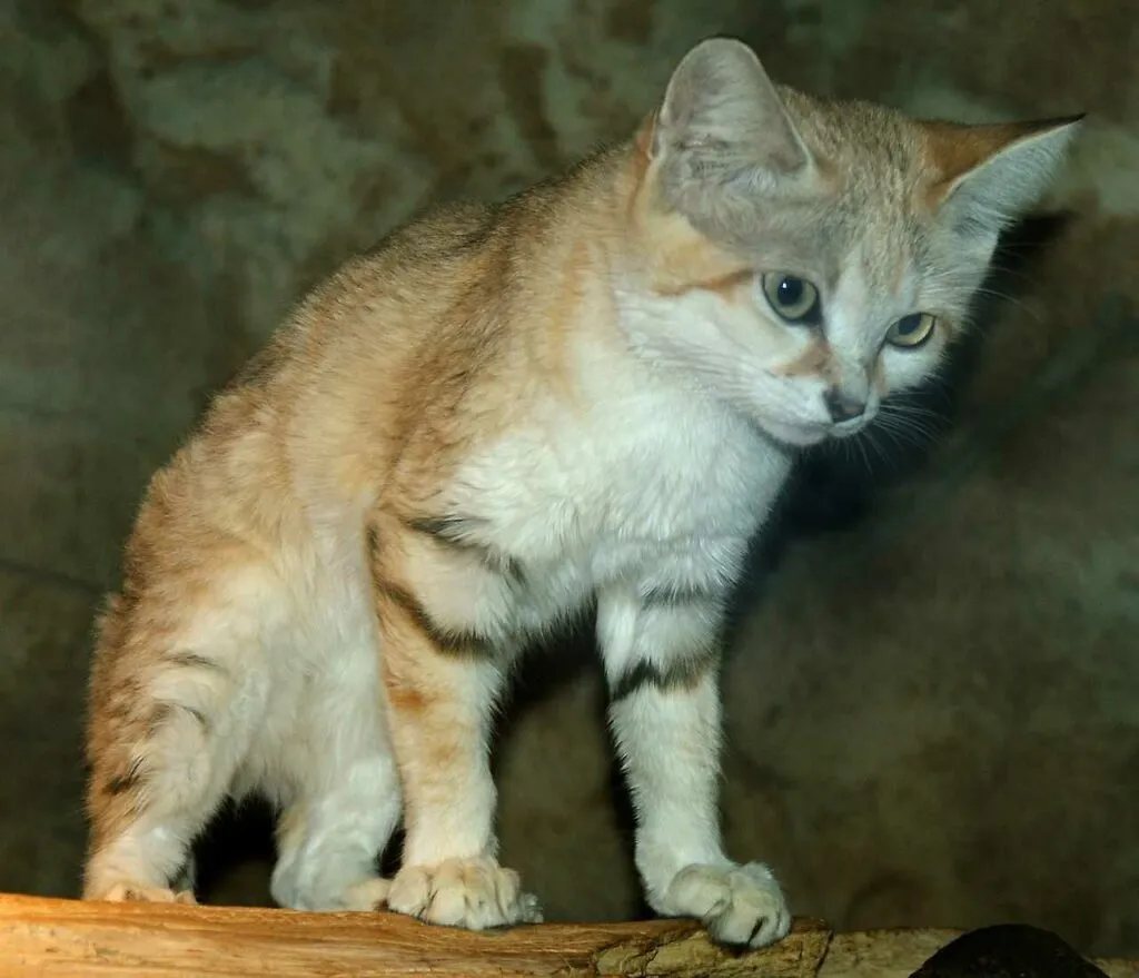 Sand Cat