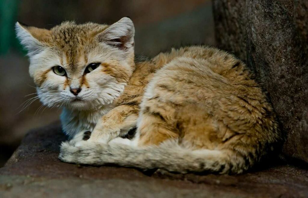 Sand Cat