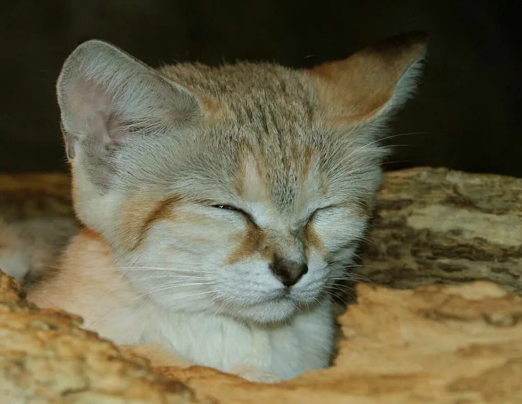 Sand Cat