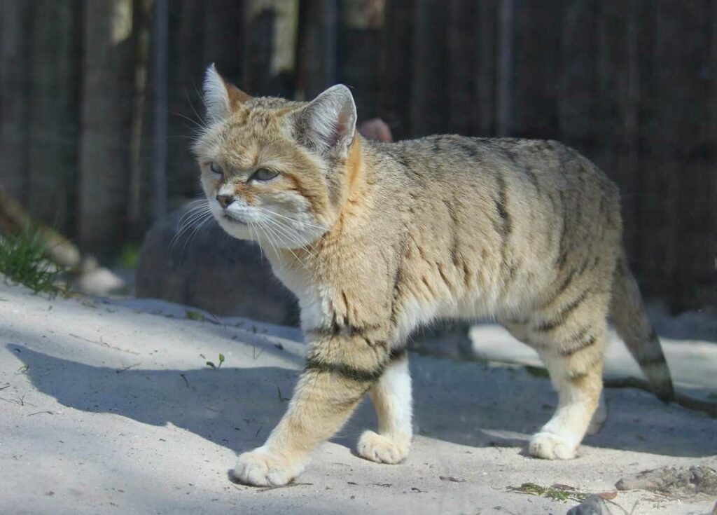 Sand Cat