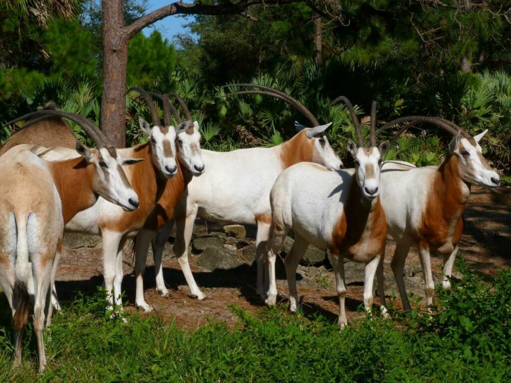 Scimitar-horned Oryx