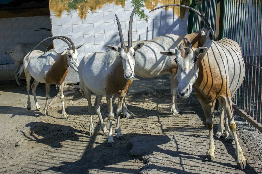 Scimitar-horned Oryx