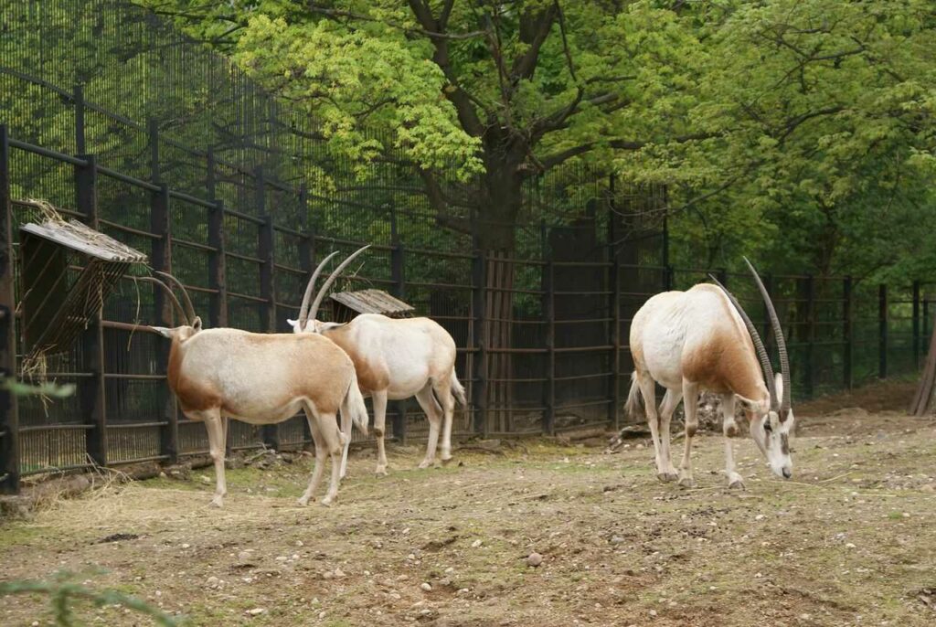 Scimitar-horned Oryx