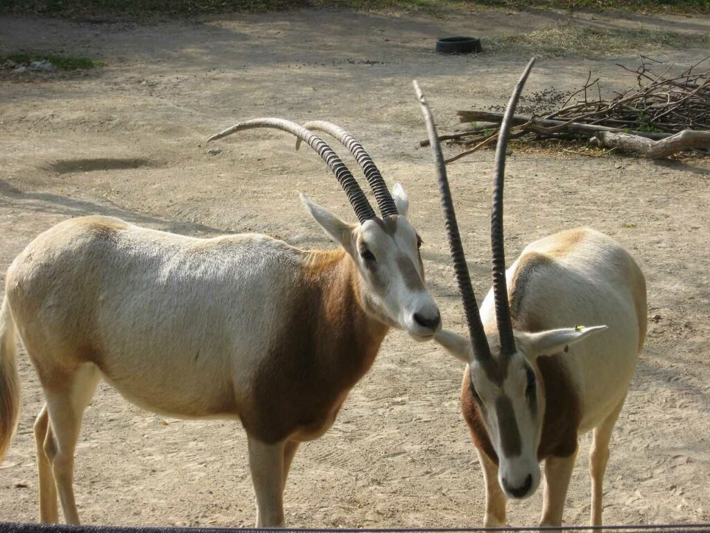 Scimitar-horned Oryx