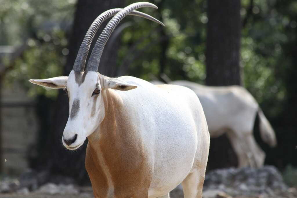 Scimitar-horned Oryx