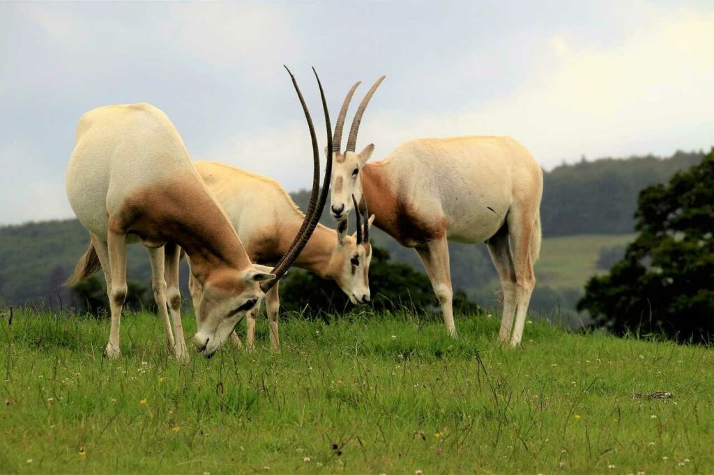 Scimitar-horned Oryx