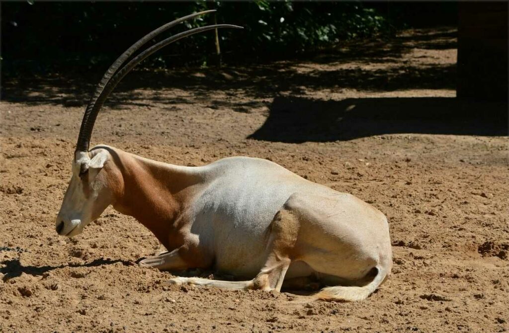 Scimitar-horned Oryx