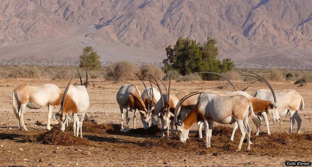 Scimitar-horned Oryx