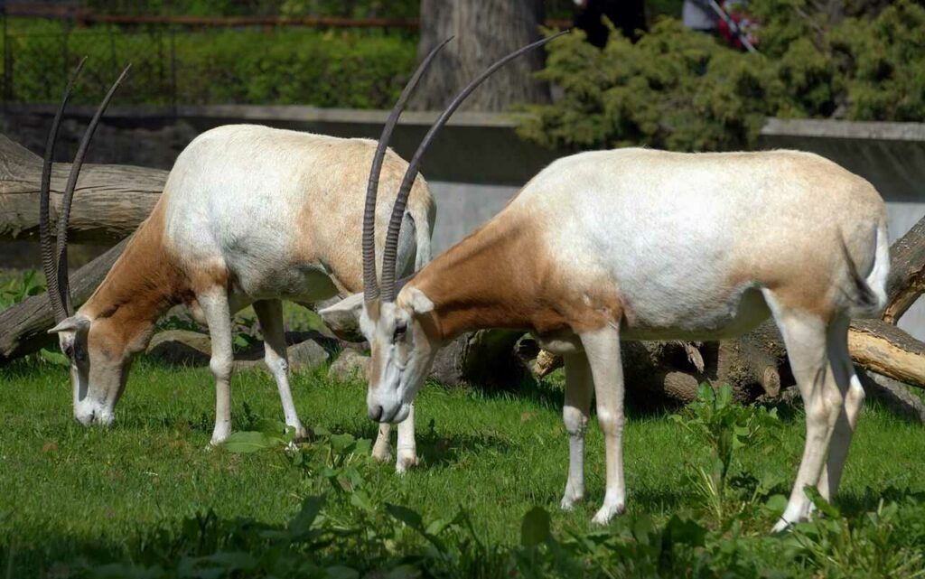 Scimitar-horned Oryx