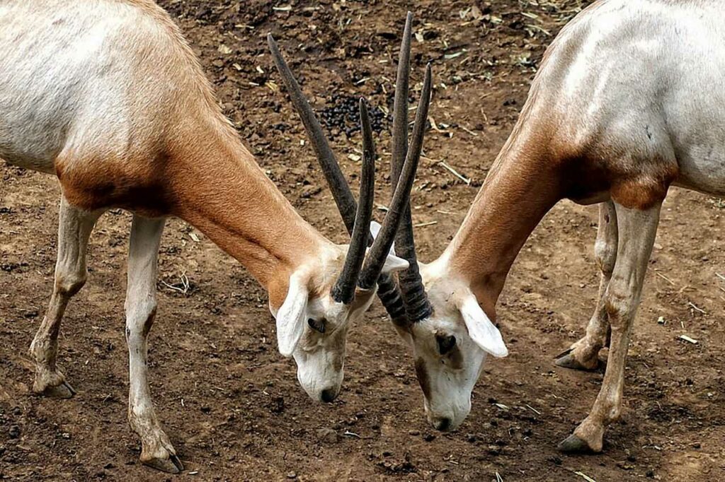 Scimitar-horned Oryx