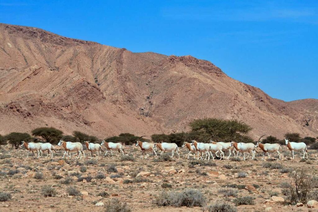 Scimitar-horned Oryx