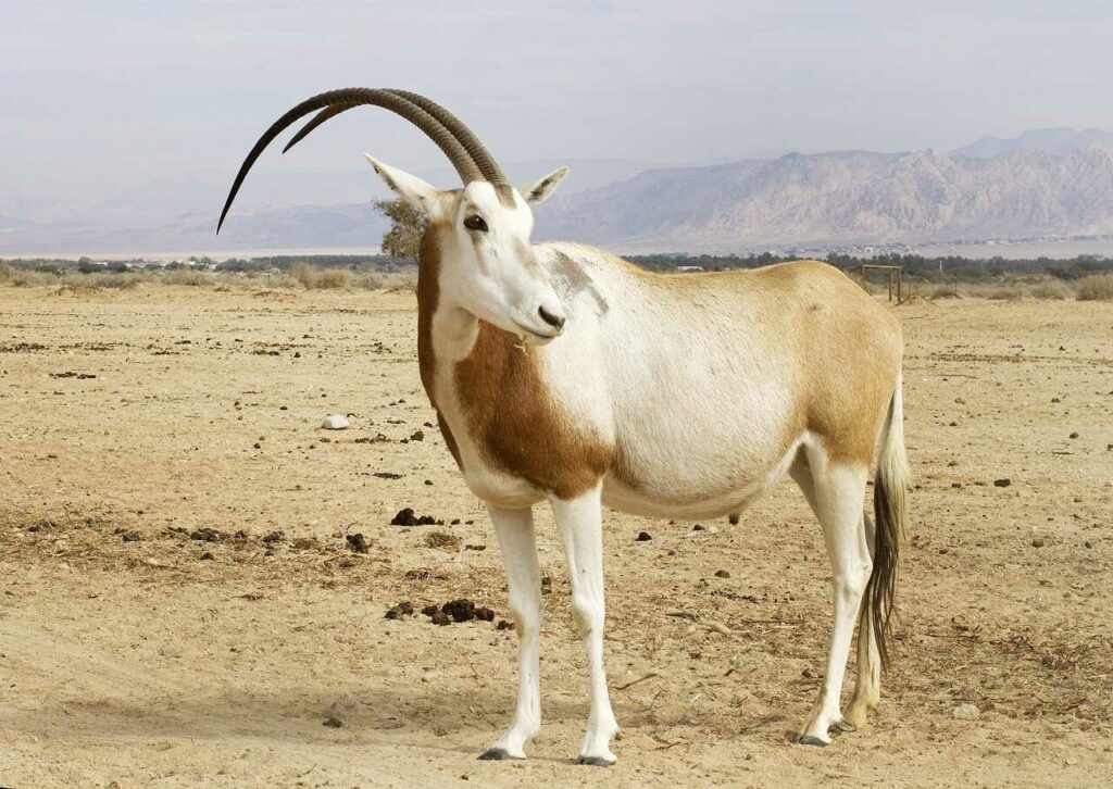 Scimitar-horned Oryx