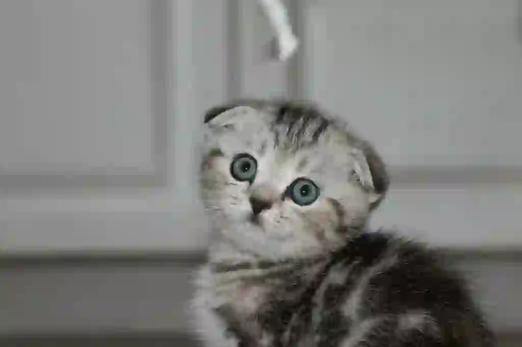 Scottish Fold