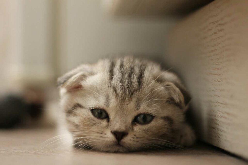 Scottish Fold