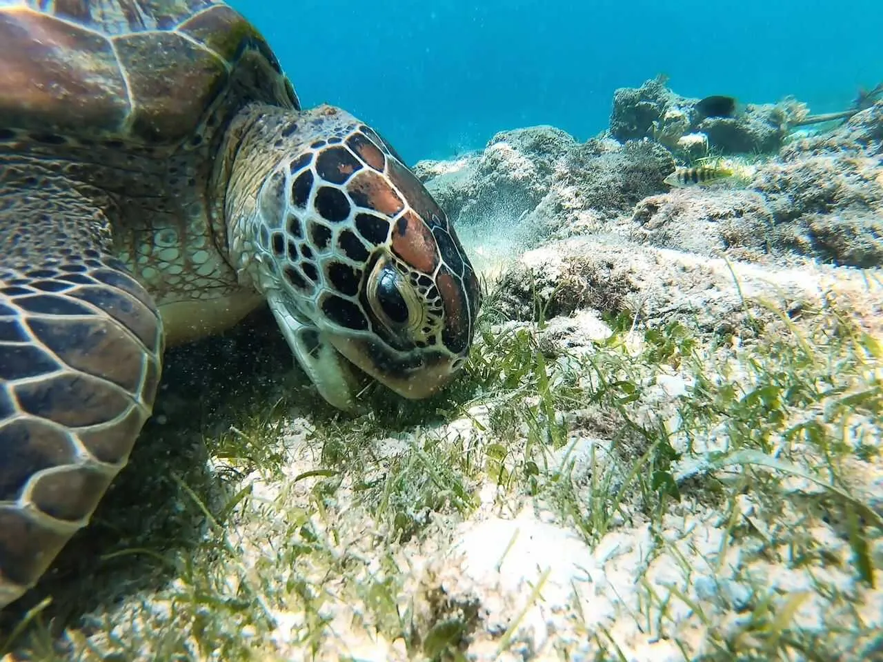 ウミガメ