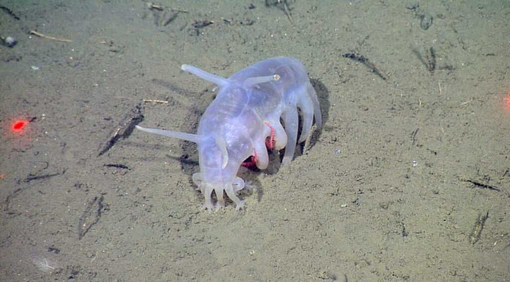 Sea Cucumber