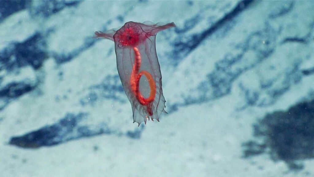 Sea Cucumber