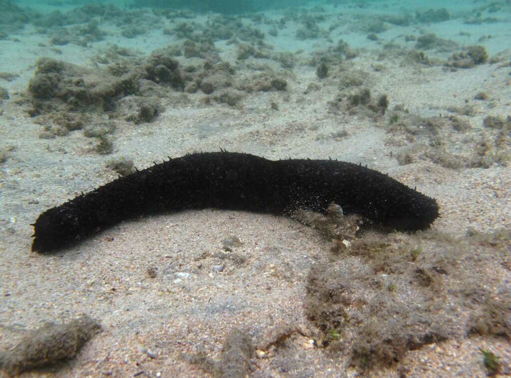 Sea Cucumber