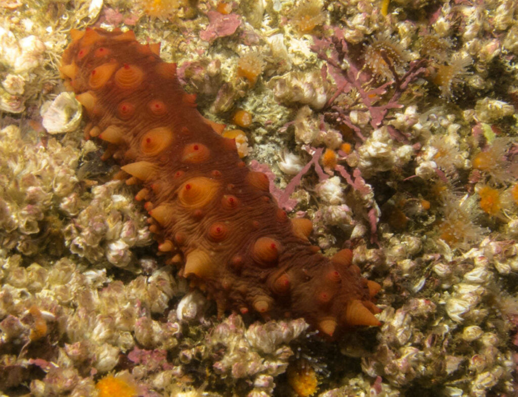 Sea Cucumber