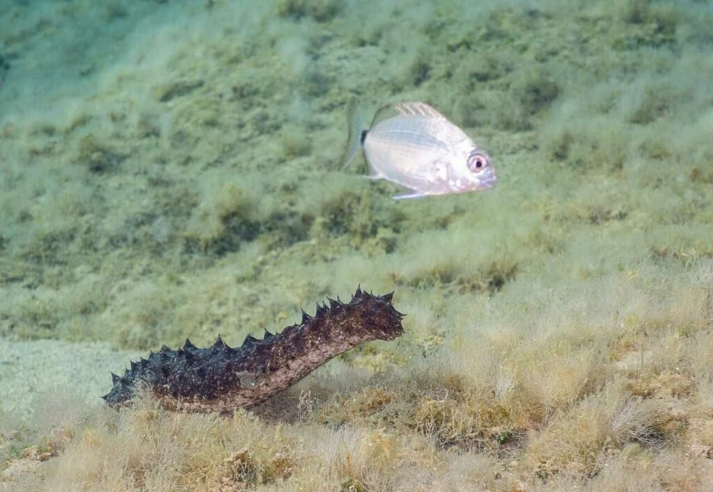 Sea Cucumber