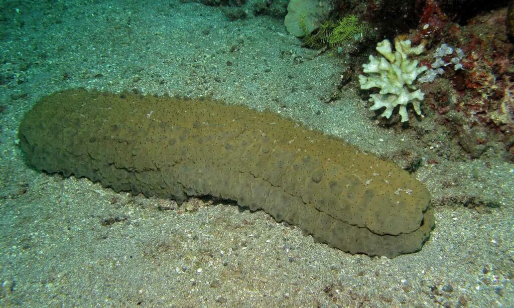 Sea Cucumber