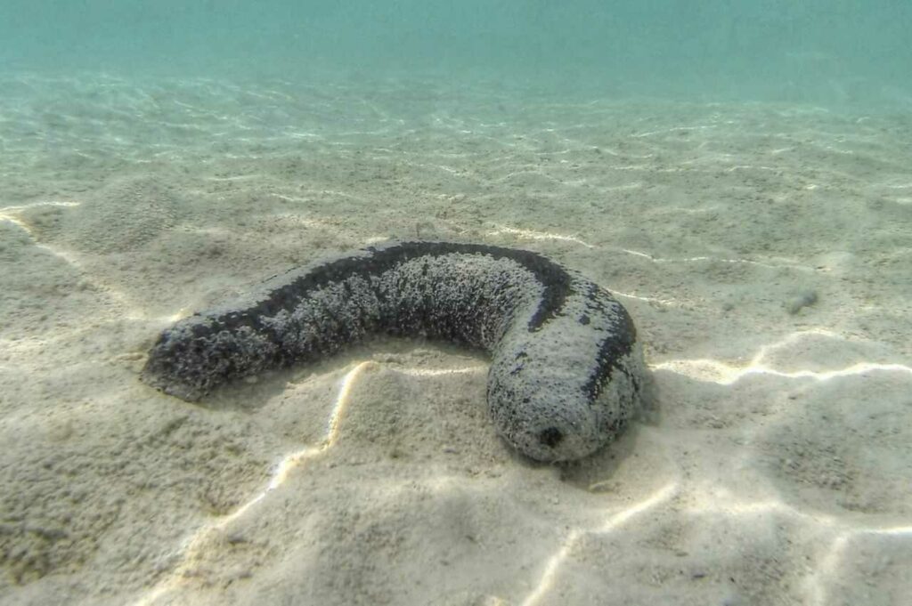 Sea Cucumber