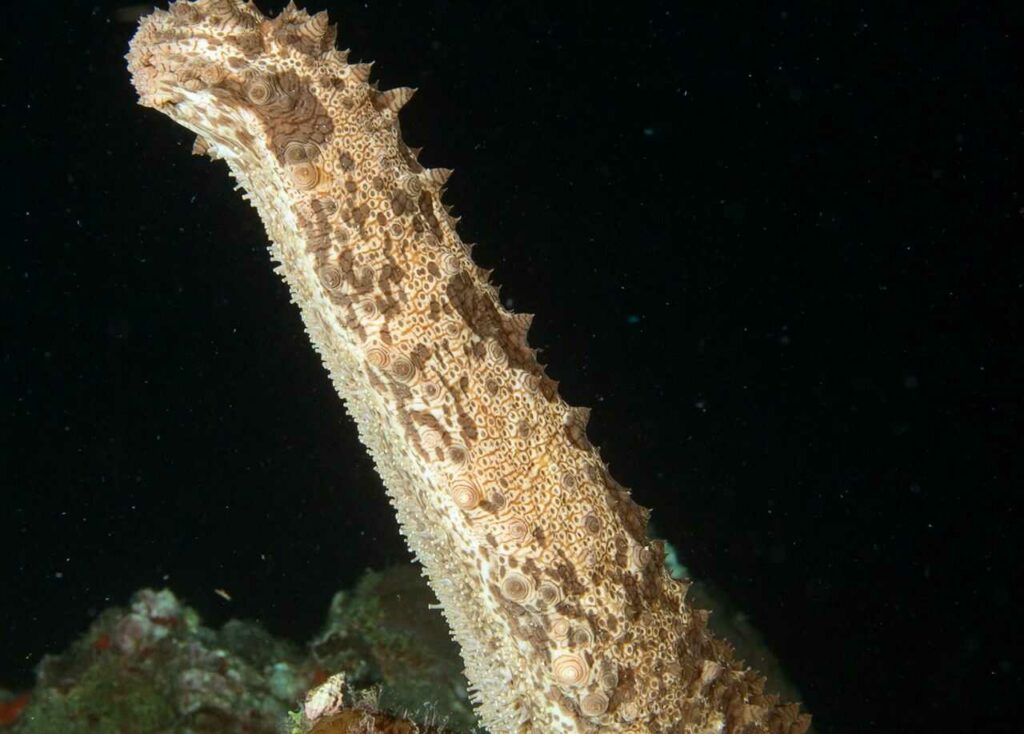 Sea Cucumber