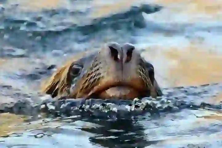 Sea Lion