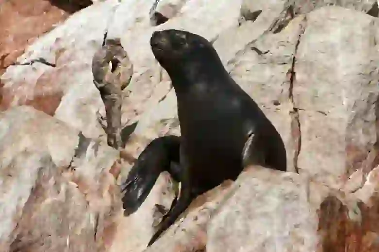 Sea Lion