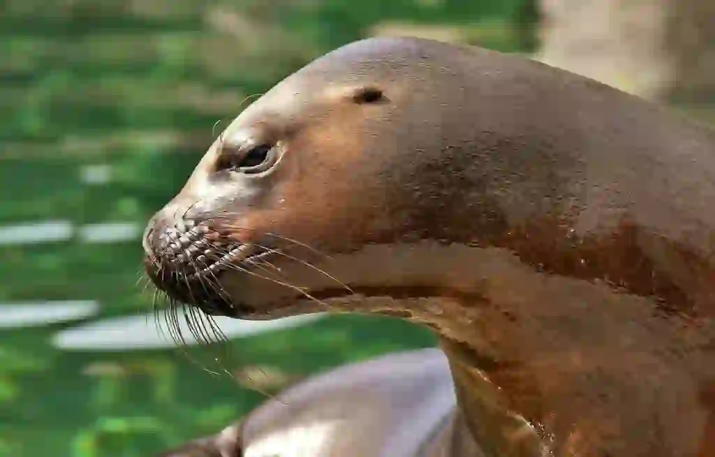 Sea Lion