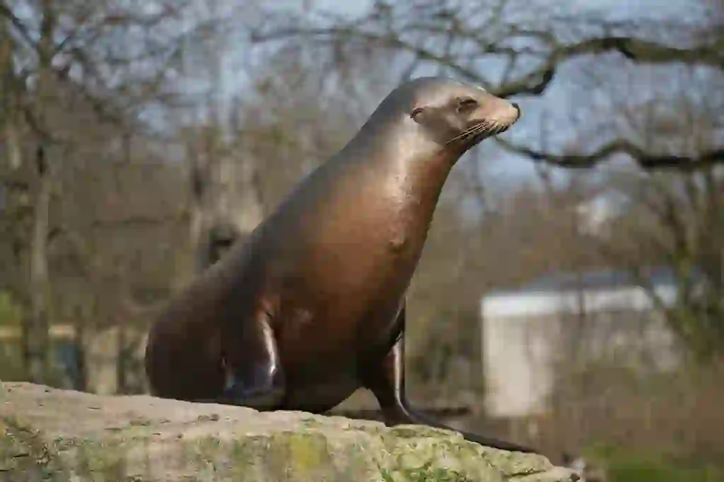 Sea Lion