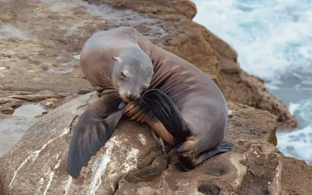 Sea Lion