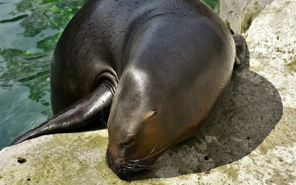 Sea Lion