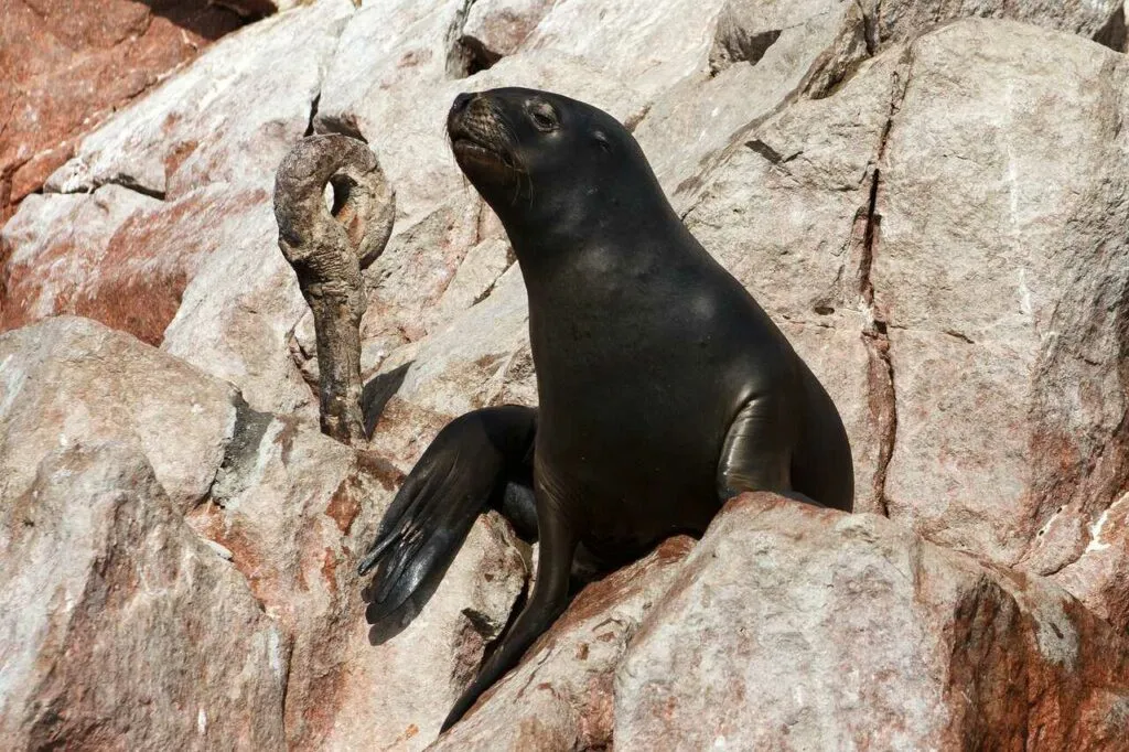 Sea Lion