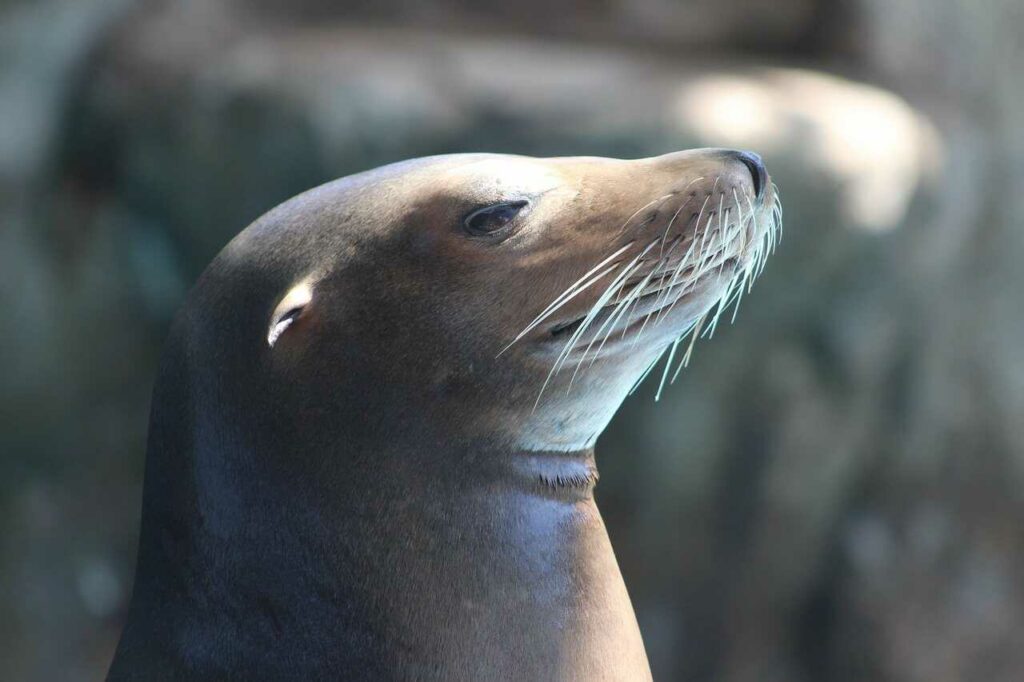 Sea Lion