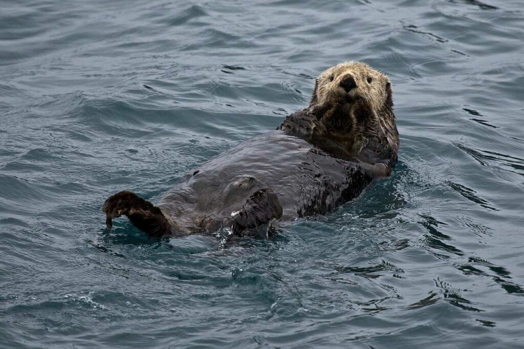 Sea Otter