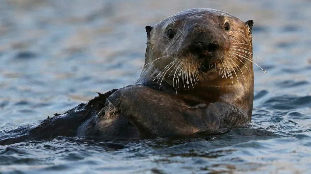 Sea Otter