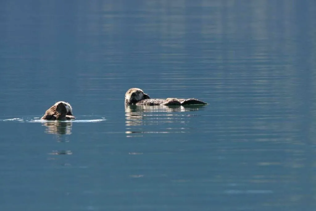 Sea Otter