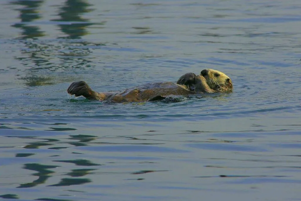 Sea Otter