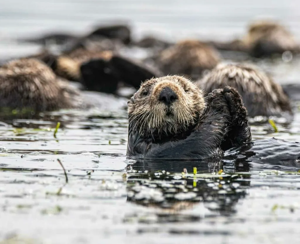 Sea Otter