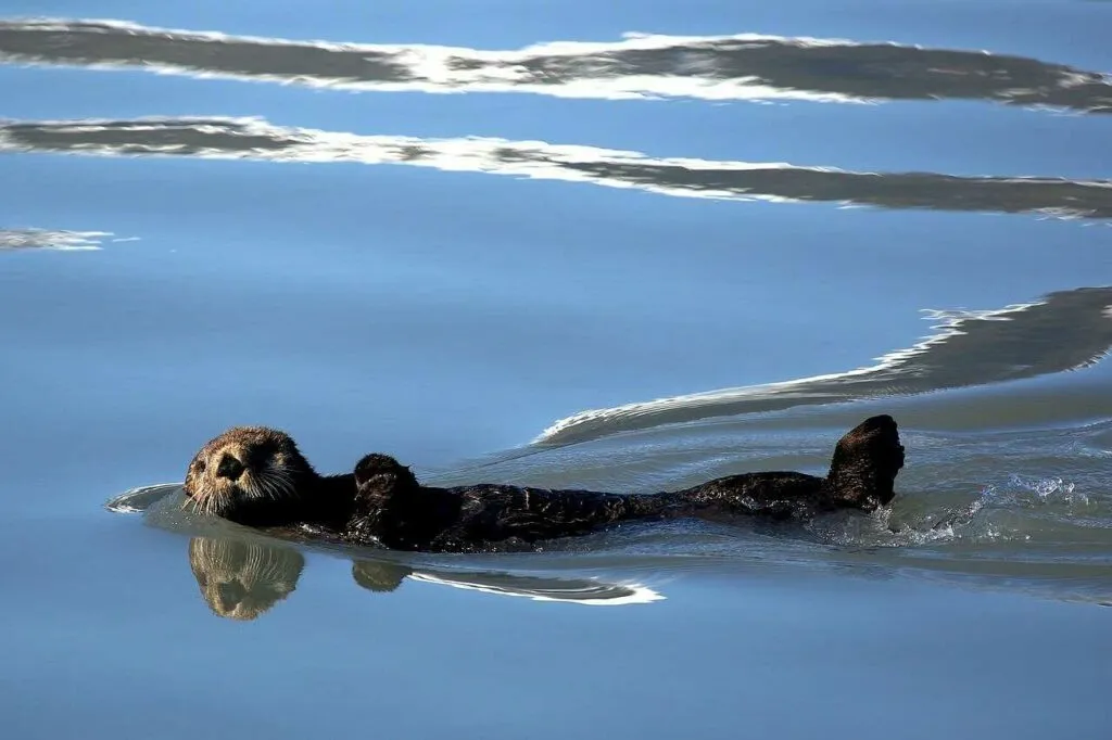 Sea Otter