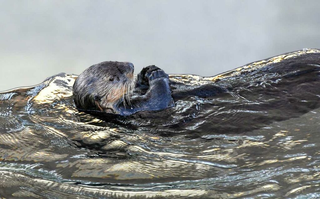 Sea Otter