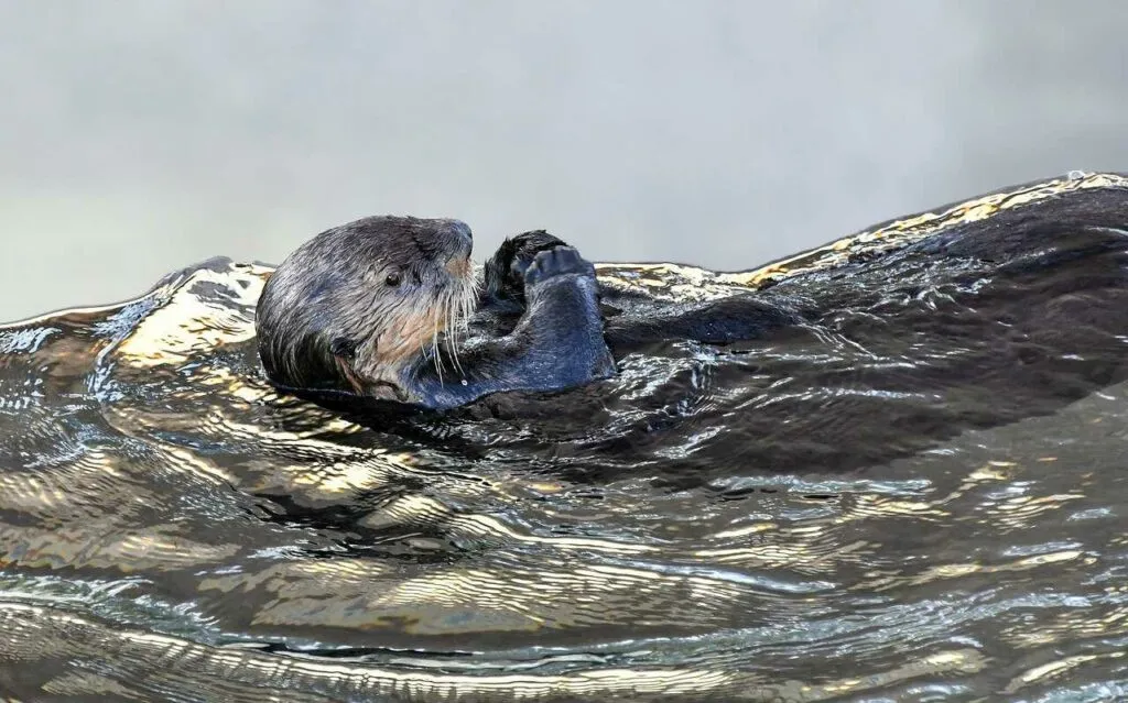 Sea Otter