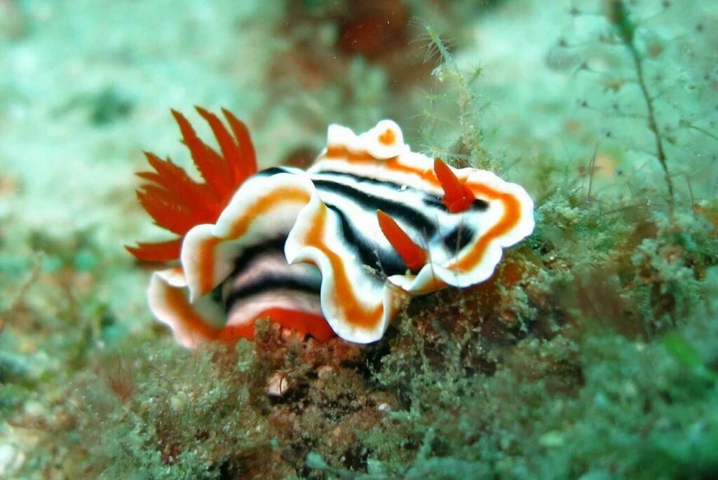 Sea Slug